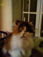 My New Little Friend